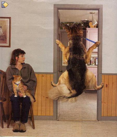 arfff povre chien il se croi pour spiderman