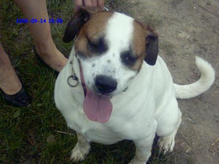 voila mon chien sam